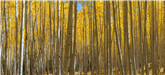 aspens in fall