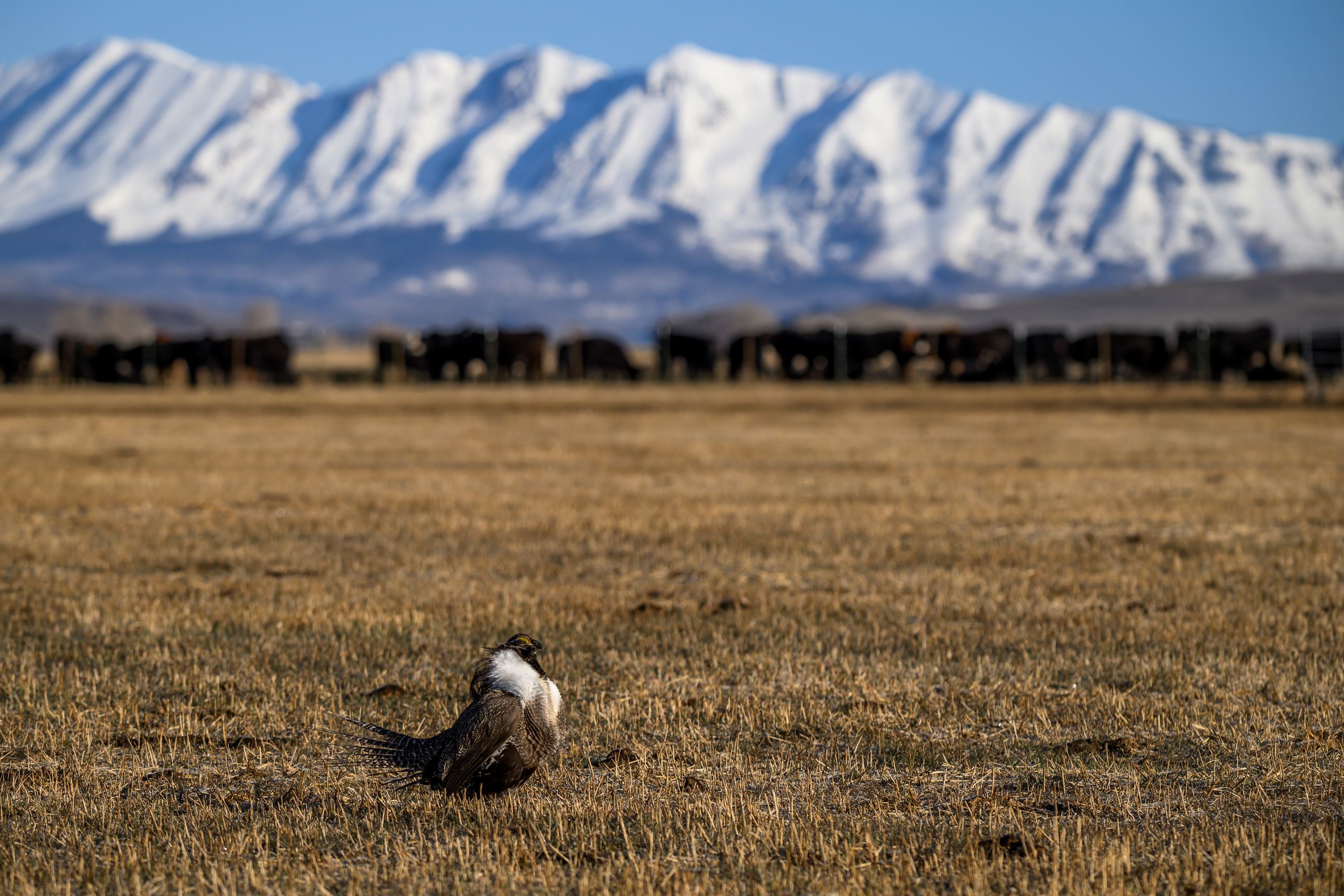 2024 Sage-Grouse Photos by Sean Owens