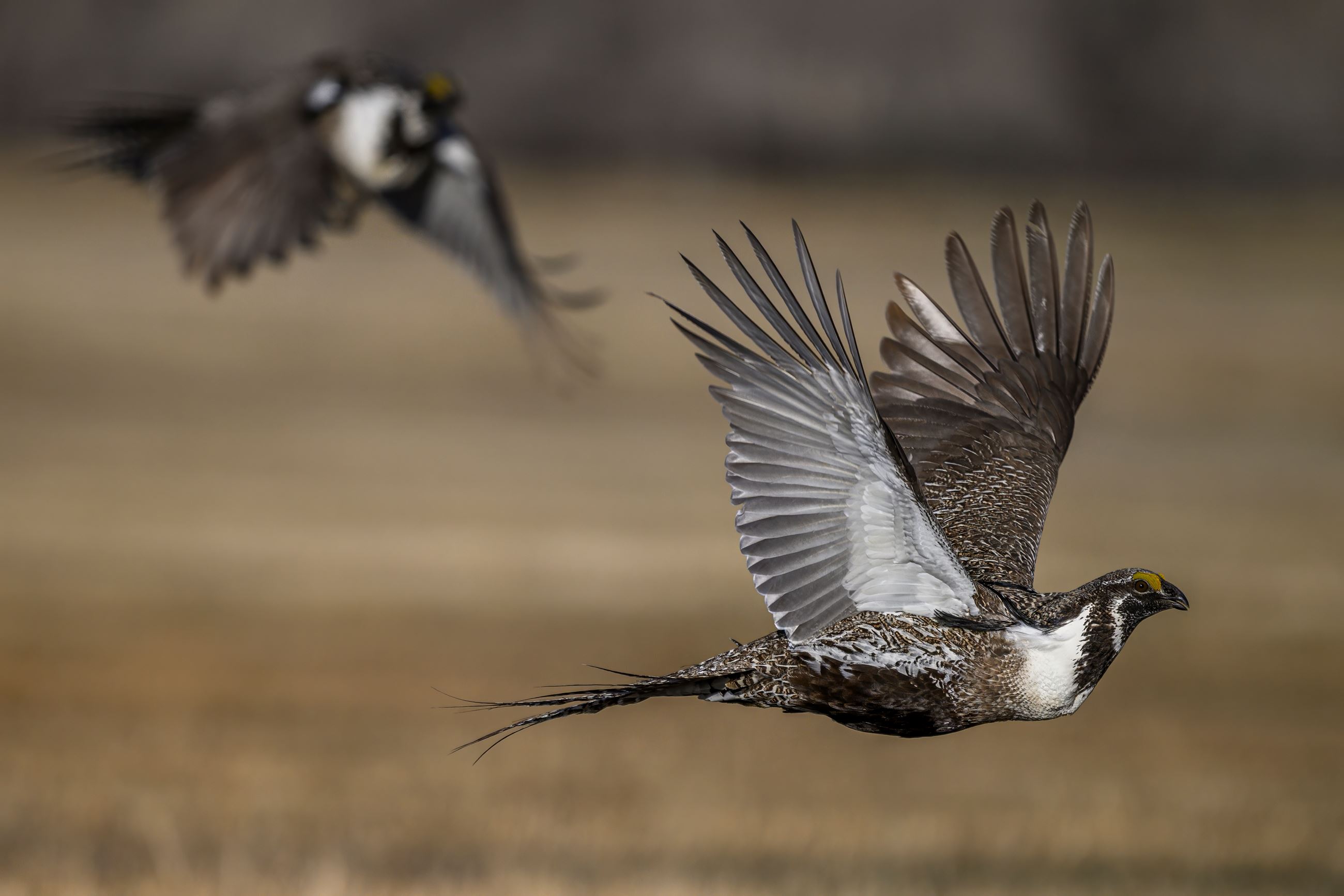 2024 Sage-Grouse Photos by Sean Owens