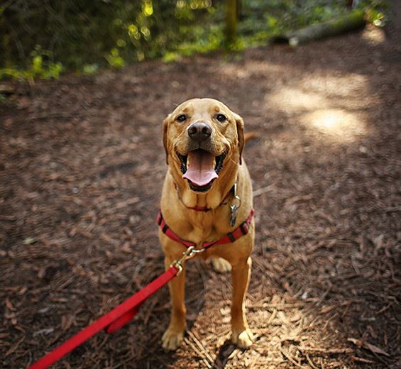 a brown dog with a red leash
