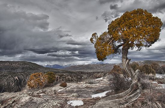 a tree with mountains in the background