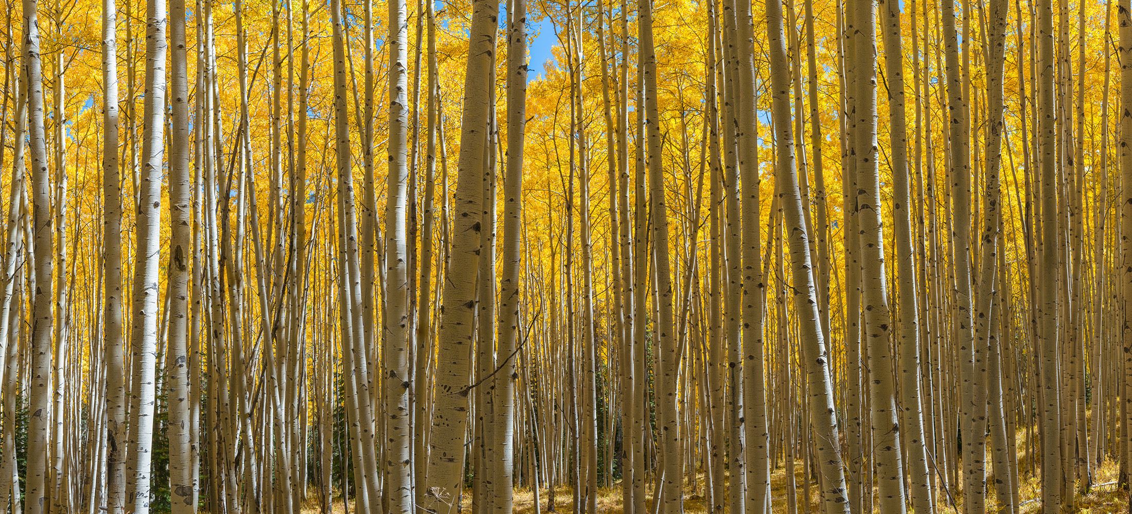 aspens in fall